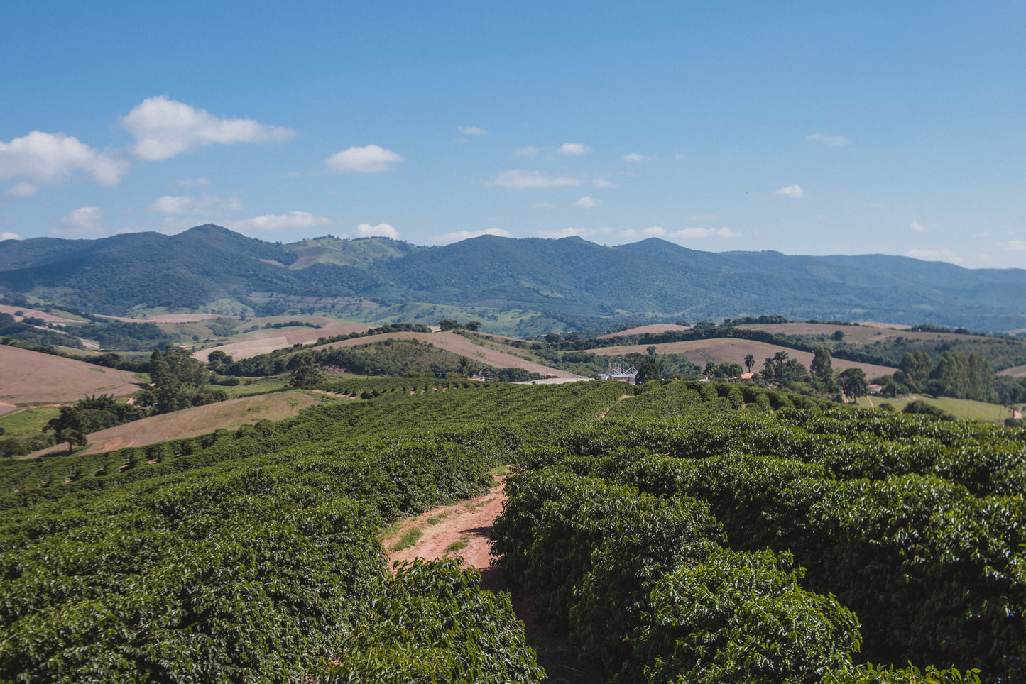 Fazenda IP Natural Decaf