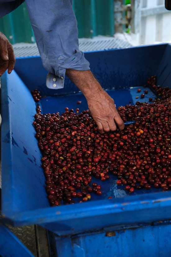 Finca Los Pinos