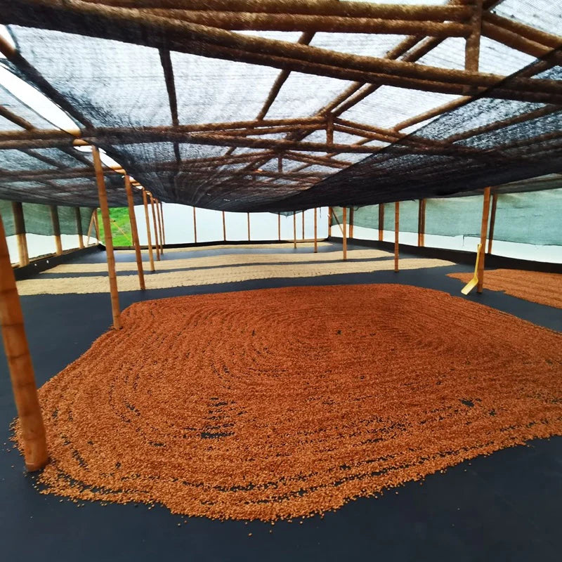 Finca La Reserva Pink Bourbon