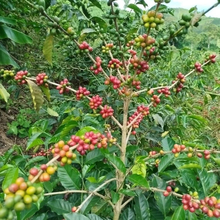 Finca La Reserva Pink Bourbon